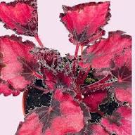 Painted Begonia Flower Seeds for Planting – Heirloom Non-GMO, High Germination, Premium Quality