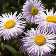 Lavender Erigeron Flower Seeds for Planting - Drought Tolerant, Heirloom & Non-GMO Seeds for Home Garden