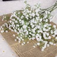 Lace Flower Seeds for Planting – Heirloom Non-GMO Pollinator Friendly Organic Garden Seeds