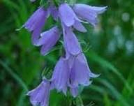 Heirloom Scutellaria Flower Seeds – Non-GMO, High Germination Organic Garden Seeds