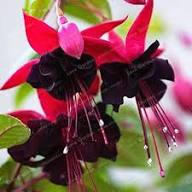 Black Pink Fuchsia Flower Seeds for Planting | Heirloom Non-GMO High Germination Organic Garden Seeds