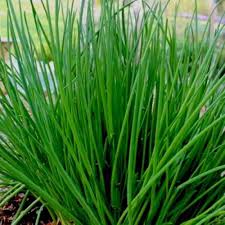 Chives Common Seeds 