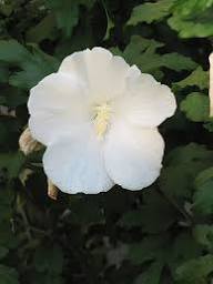 Syriacus Flower Seeds for Planting – Pollinator Friendly, Heirloom, Non-GMO, High Germination Organic Garden Seeds