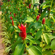 Orange Costus Flower Seeds for Planting | Heirloom Non-GMO, High Germination Organic Garden Seeds