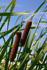 Green Cattail Flower Seeds for Planting – Heirloom & Non-GMO Garden Seeds