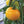 Vegetable Seeds,Garden seeds, Seeds For Planting,Plant Seeds