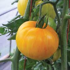 Vegetable Seeds,Garden seeds, Seeds For Planting,Plant Seeds