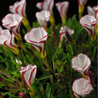 Orange Oxalis Versicolor Flower Seeds for Planting | Heirloom Non-GMO High Germination Organic Garden Seeds