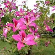 Buergeriana Flower Seeds for Planting | Heirloom Non-GMO High Germination Organic Garden Seeds