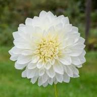 Dahlia Flower Seeds for Planting – Heirloom Non-GMO High Germination Organic Garden Seeds