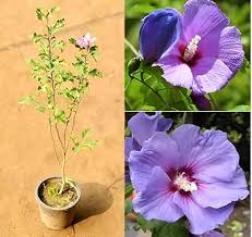 Violet Hibiscus Flower Seeds for Planting – Pollinator Friendly, Heirloom, Non-GMO Seeds for Home Garden