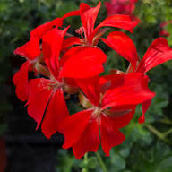 Geranium Flower Seeds for Planting – Hardy Variety, Heirloom, Non-GMO, High Germination Seeds