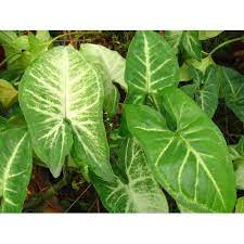 Caladium Flower Seeds for Planting – Hardy Variety, Heirloom, Non-GMO, High Germination Garden Seeds