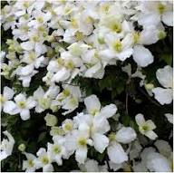 Clematis Montana Flower Seeds for Planting – Heirloom, Non-GMO, High Germination Organic Garden Seeds