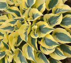 Green Blue Hosta Flower Seeds for Planting | Heirloom Non-GMO Organic Garden Seeds, Long Bloom Season, High Germination