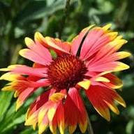 Yellow Red Arizona Flower Seeds for Planting – Heirloom, Non-GMO, High Germination Organic Garden Seeds
