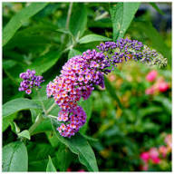 Blue Buddleia Butterfly Bush Flower Seeds for Planting | Heirloom Non-GMO High Germination