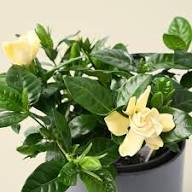Gardenia Jasminoides Flower Seeds for Planting – Vibrant Colors Heirloom Non-GMO Organic Garden Seeds