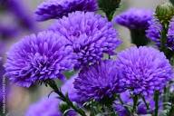 Chrysanthemum Yellow Purple Flower Seeds for Planting | Heirloom Non-GMO Organic Garden Seeds, High Germination