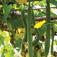 Yellow Luffa Flower Seeds for Planting – Vibrant Colors Heirloom Non-GMO High Germination Organic Garden Seeds