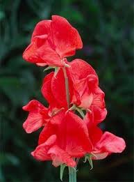 Deep Red Sweet Pea Flower Seeds for Planting – Non-GMO, High Germination Heirloom Organic Garden Seeds