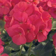 Geranium Light Red Green Flower Seeds for Planting – Heirloom, Non-GMO, High Germination Organic Garden Seeds