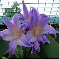 White Blue Hippeastrum Flower Seeds for Planting | Heirloom Non-GMO Organic Garden Seeds, High Germination