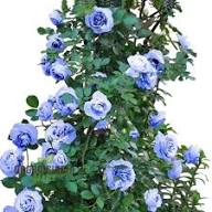 Blue White Rose Flower Seeds for Planting – Heirloom Non-GMO Seeds, High Germination for Organic Gardens