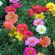White Pink Moss Rose Flower Seeds for Planting | Heirloom Non-GMO High Germination Organic Garden Seeds