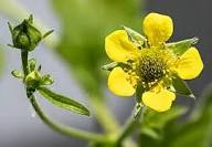 Urbanum Flower Seeds for Planting – Heirloom, Non-GMO, Cut Flower Favorite Organic Garden Seeds