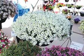 Alyssum Perennial Flower Seeds for Planting – Perfect for Borders, Heirloom, Non-GMO, High Germination Organic Garden Seeds