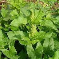 King Henry Flower Seeds for Planting – Shade Tolerant Heirloom Non-GMO, High Germination Organic Garden Seeds