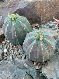 Green Euphorbia Obesa Flower Seeds for Planting – Heirloom, Non-GMO Border-Perfect Organic Garden Seeds