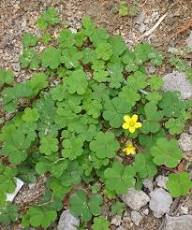 Light Green Clover Flower Seeds for Planting - Cut Flower Favorite, Heirloom &amp; GMO Free Seeds for Home Garden Non-GMO