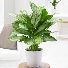 Aglaonema Green for Planting – Easy to Grow, Heirloom & Non-GMO Garden Seeds