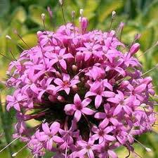Crucianella Flower Seeds for Planting | Heirloom Non-GMO Organic Garden Seeds, Premium Quality, High Germination