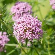 Pink Crossworts Flower Seeds for Planting – Heirloom, Non-GMO, Fragrant Blossoms Organic Garden Seeds