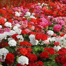 Ivy Geranium Flower Seeds for Planting – Heirloom, Non-GMO, High Germination Organic Garden Seeds