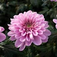 Rare Pink Chrysanthemum Flower Seeds for Planting – Heirloom, Non-GMO, High Germination Organic Garden Seeds