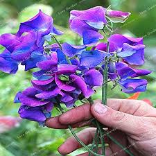 Lavender Sweet Pea Flower Seeds for Planting – Heirloom, Non-GMO, Wildflower Mix Organic Garden Seeds