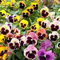 Violet Yellow Pansy Flower Seeds for Planting - Heirloom, Non-GMO, High Germination Organic Garden Seeds
