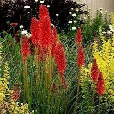 Mixed Red Hot Poker Flower Seeds for Planting – Heirloom Non-GMO High Germination Organic Garden Seeds