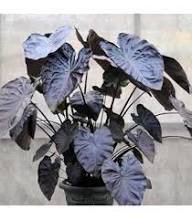Leaf Alocasia Flower Seeds for Planting – Vibrant Colors Heirloom Non-GMO, High Germination Organic Garden Seeds