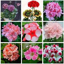 Mixed Color Pelargonium Flower Seeds for Planting – Colorful Display, Heirloom, Non-GMO &amp; High Germination Seeds
