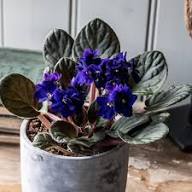 African Violet Flower Seeds for Planting | Heirloom Non-GMO Organic Garden Seeds, Garden Favorite, High Germination