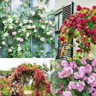 Rose Flower Seeds for Planting – Low Maintenance Heirloom Non-GMO Seeds with High Germination