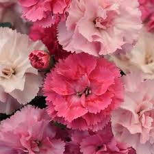 Dianthus Lavender Flower Seeds for Planting – Cut Flower Favorite, Heirloom, Non-GMO, High Germination Organic Garden Seeds