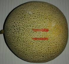 Breast Melon fruit seeds for planting - Heirloom & Non-GMO garden seeds for refreshing backyard harvests