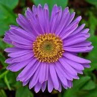 Aster Alpin Flower Seeds for Planting – Heirloom, Non-GMO, High Germination Garden Seeds
