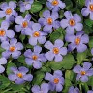 Gulliver Flower Seeds for Planting – Heirloom, Non-GMO, High Germination Organic Garden Seeds
